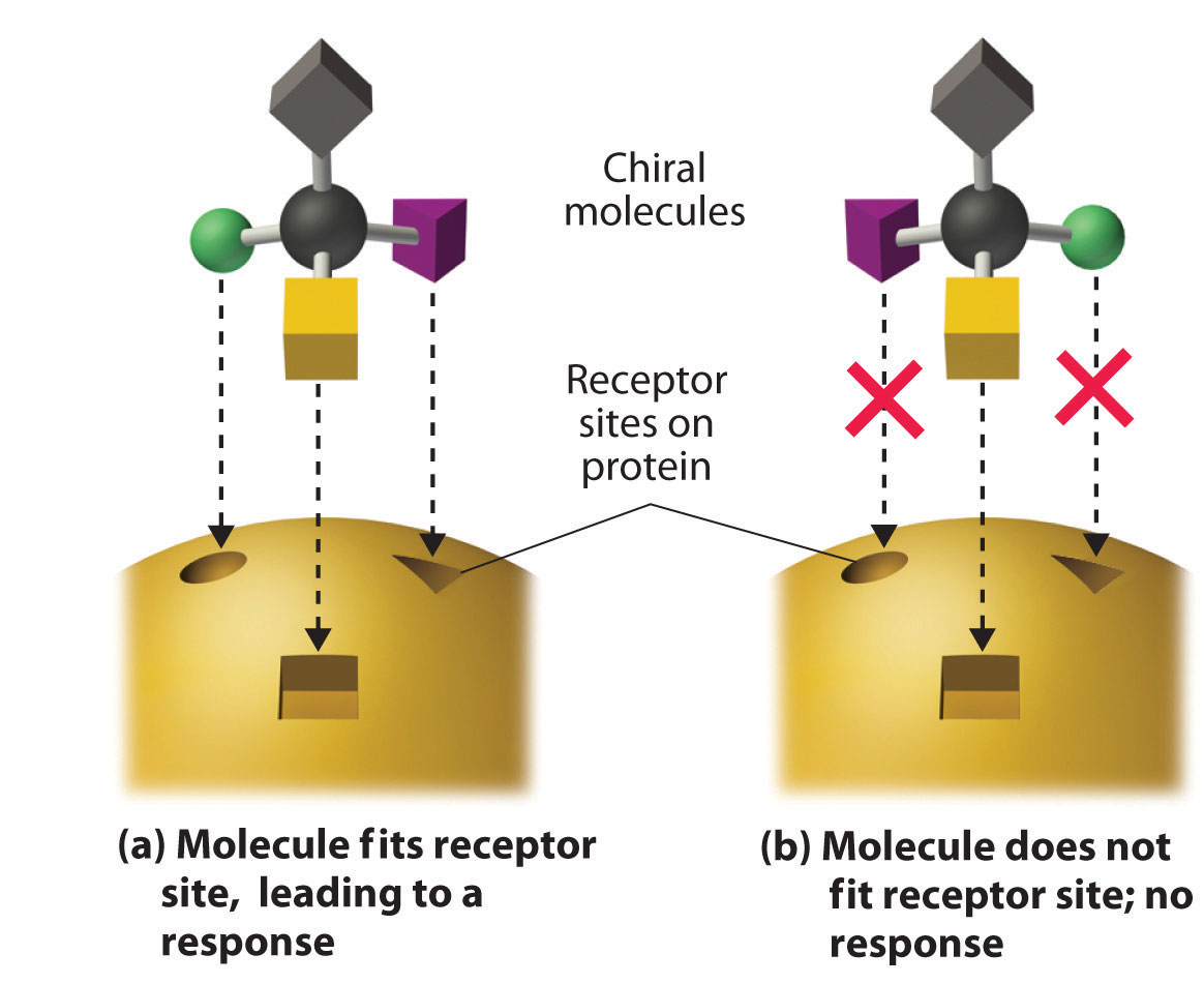 Molecules with receptor sites from images.flatworldknowledge.com.