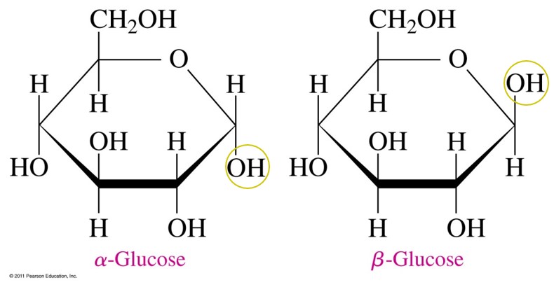 A Level Notes AQA Biological Molecules Carbohydrates A Level Notes AQA Biological Molecules Carbohydrates