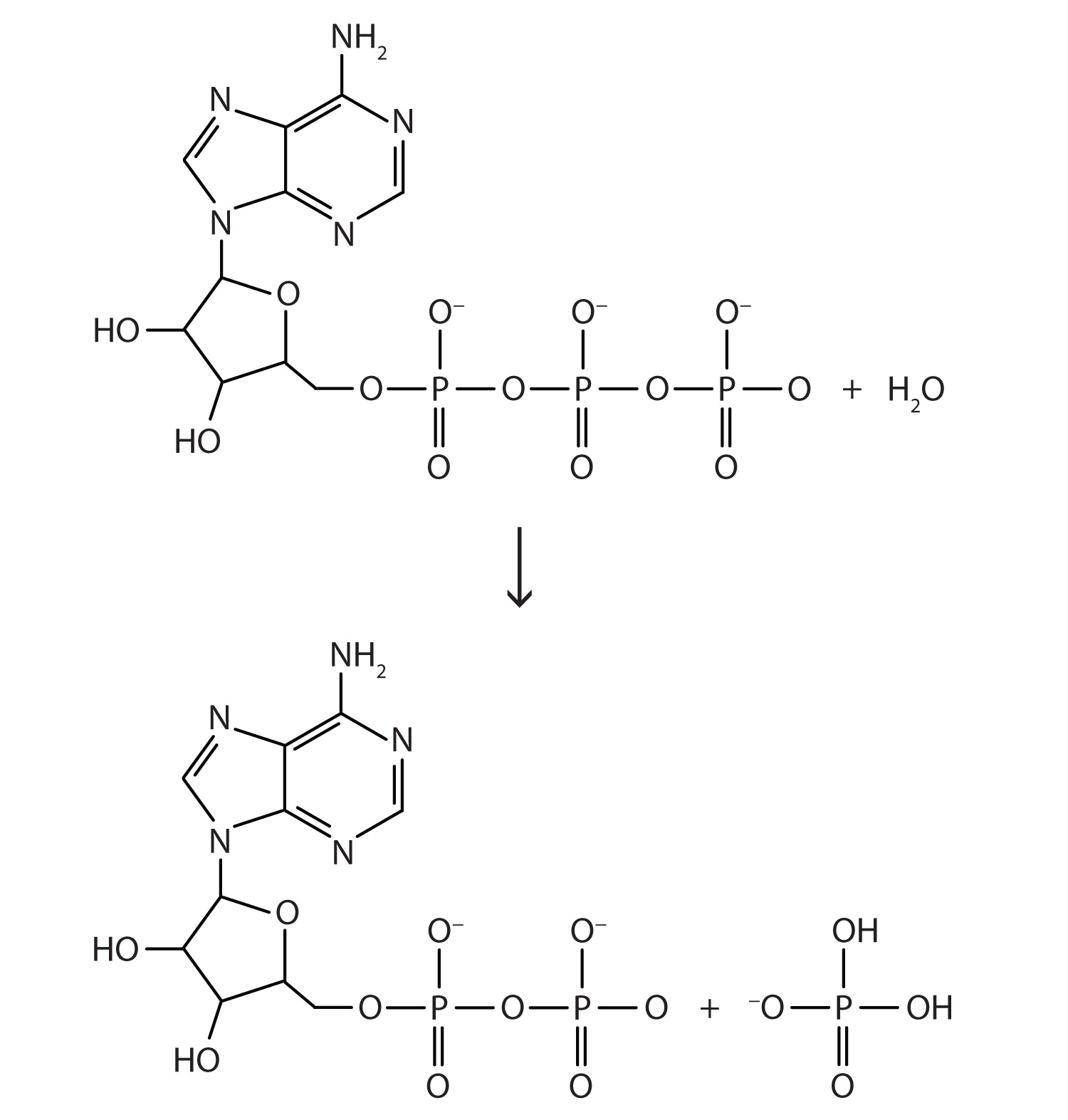 Chemical Equation For Atp Talkchannels The Basics Of General Organic And Biological Chemistry 1 0 Photosynthesis Chemical Equation