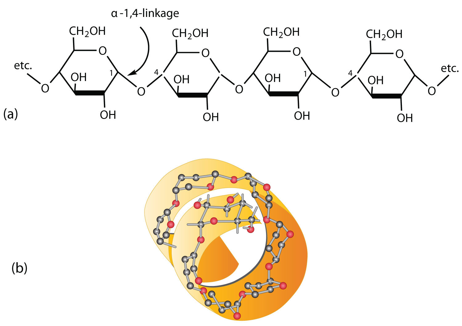 Amylose Helix