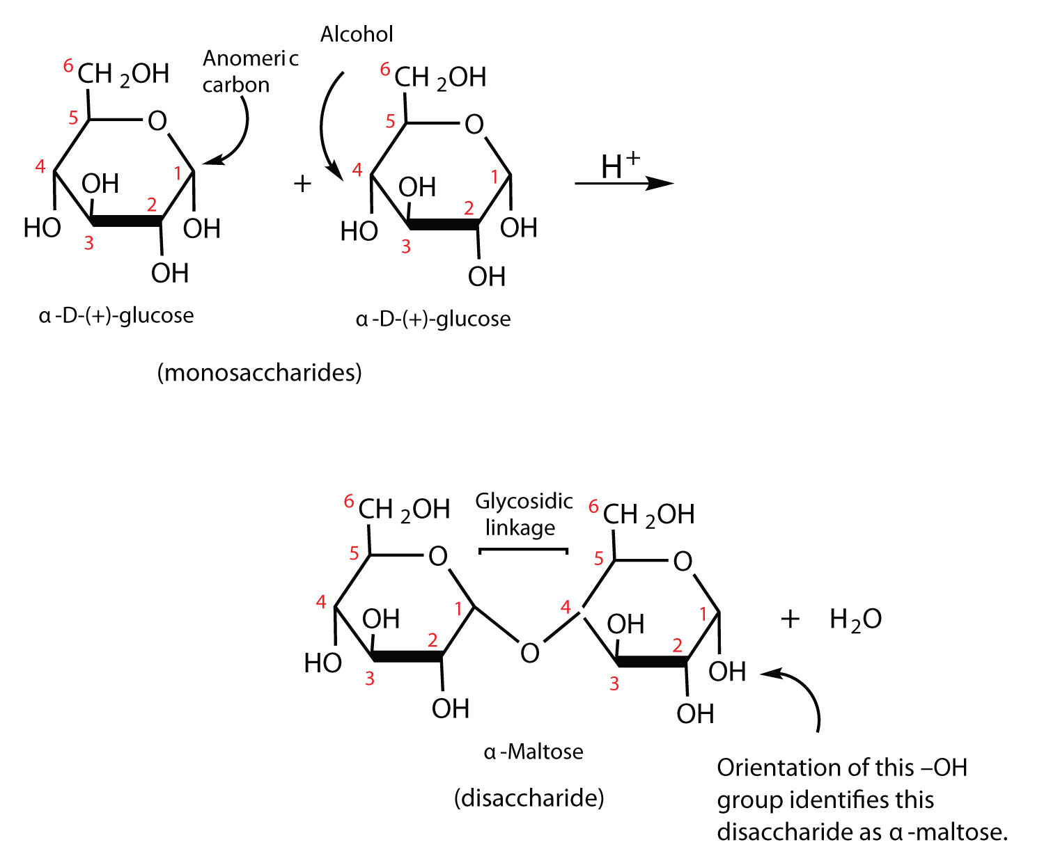 Monosaccharides And Disaccharides