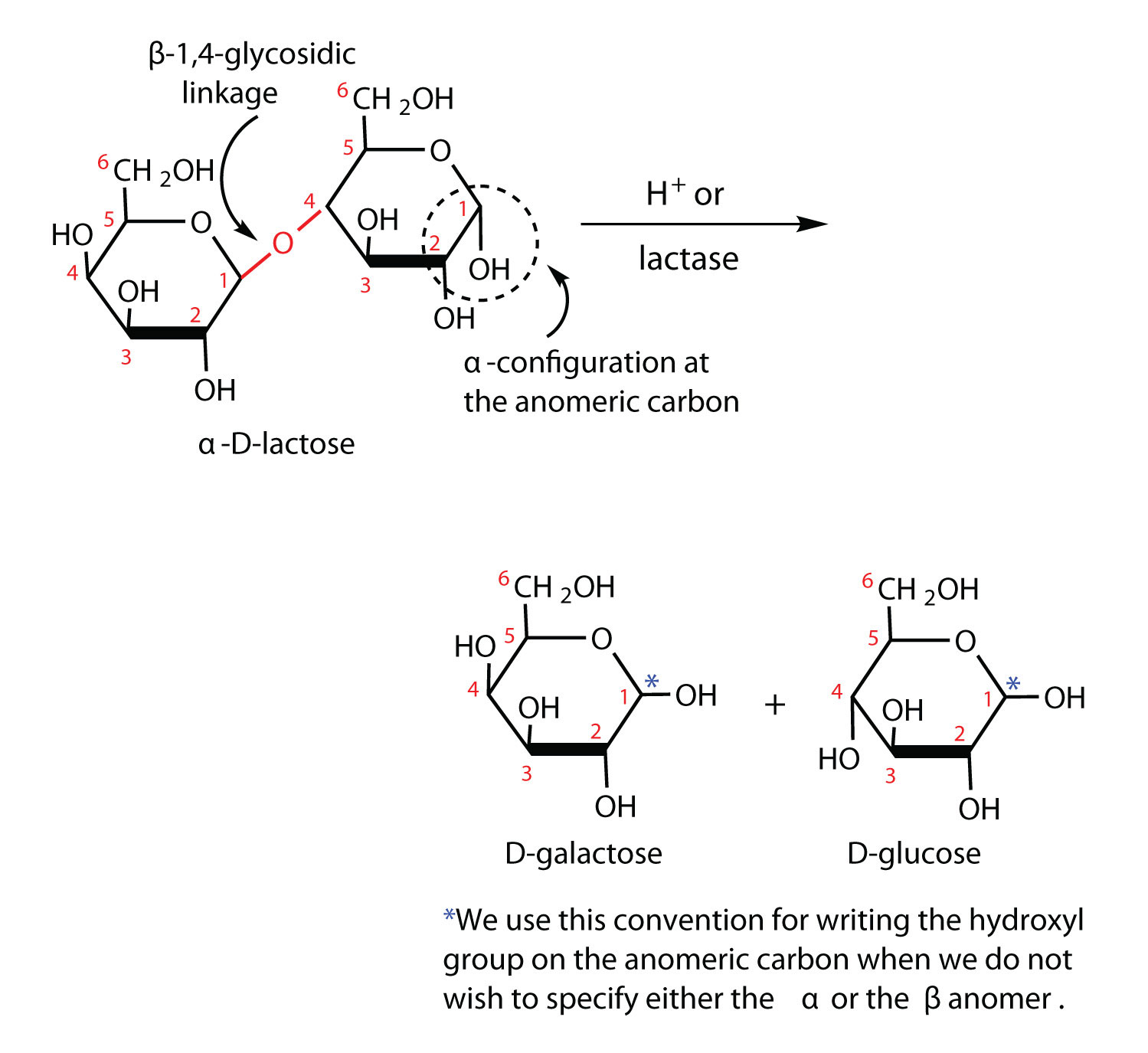 Monosaccharides And Disaccharides