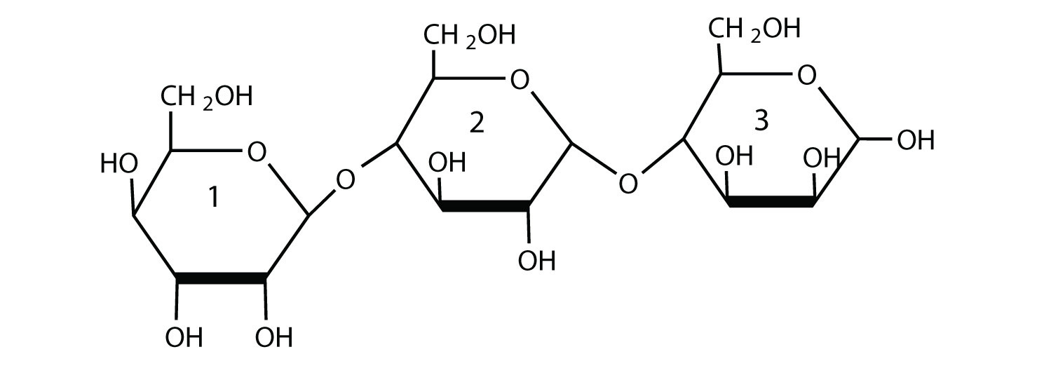 Glycosidic Linkage