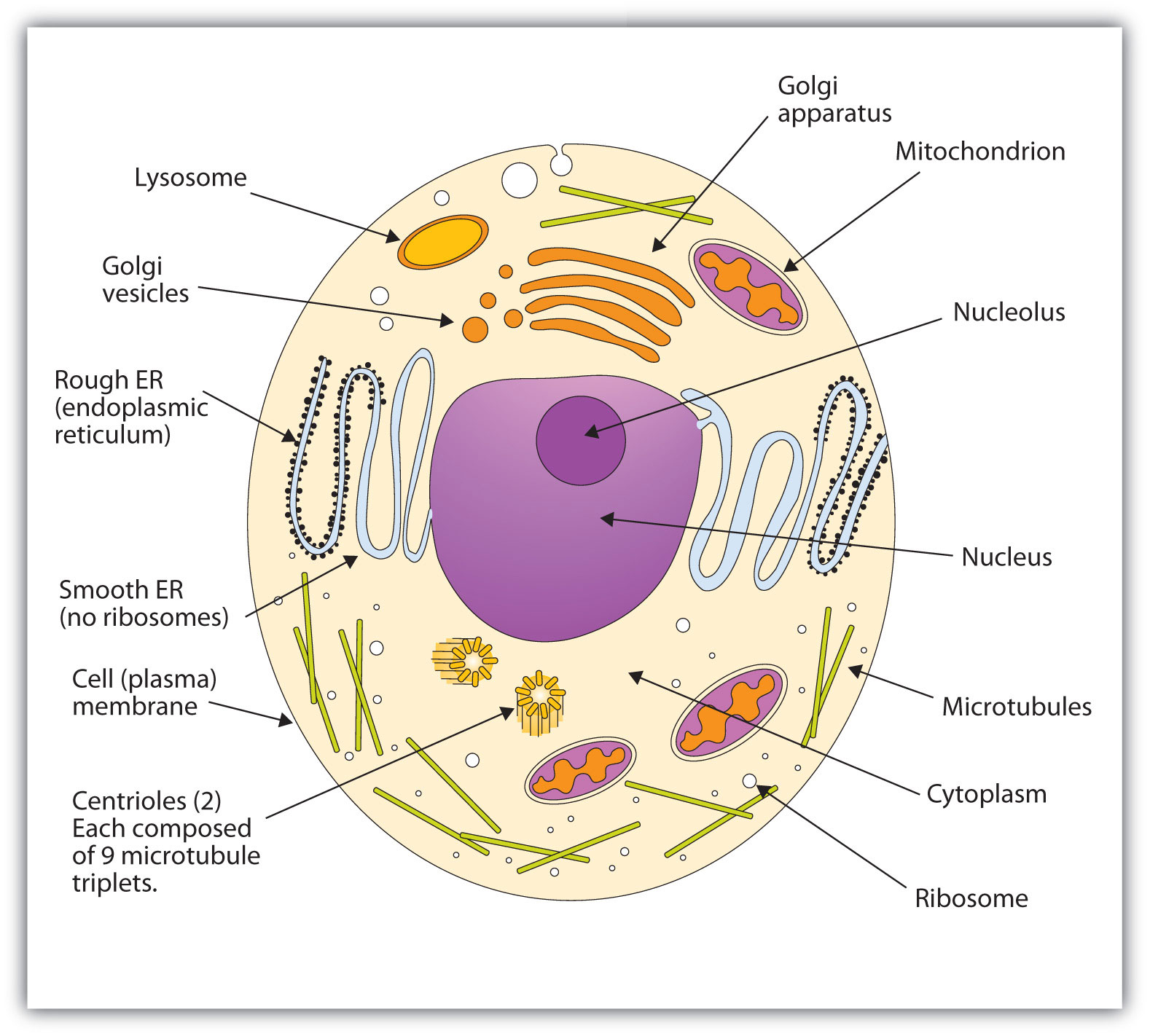 Topic : Ultrastructure of Cells - Mun-IB