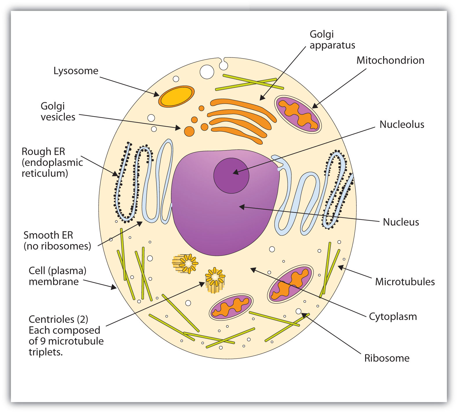 animal cell structure