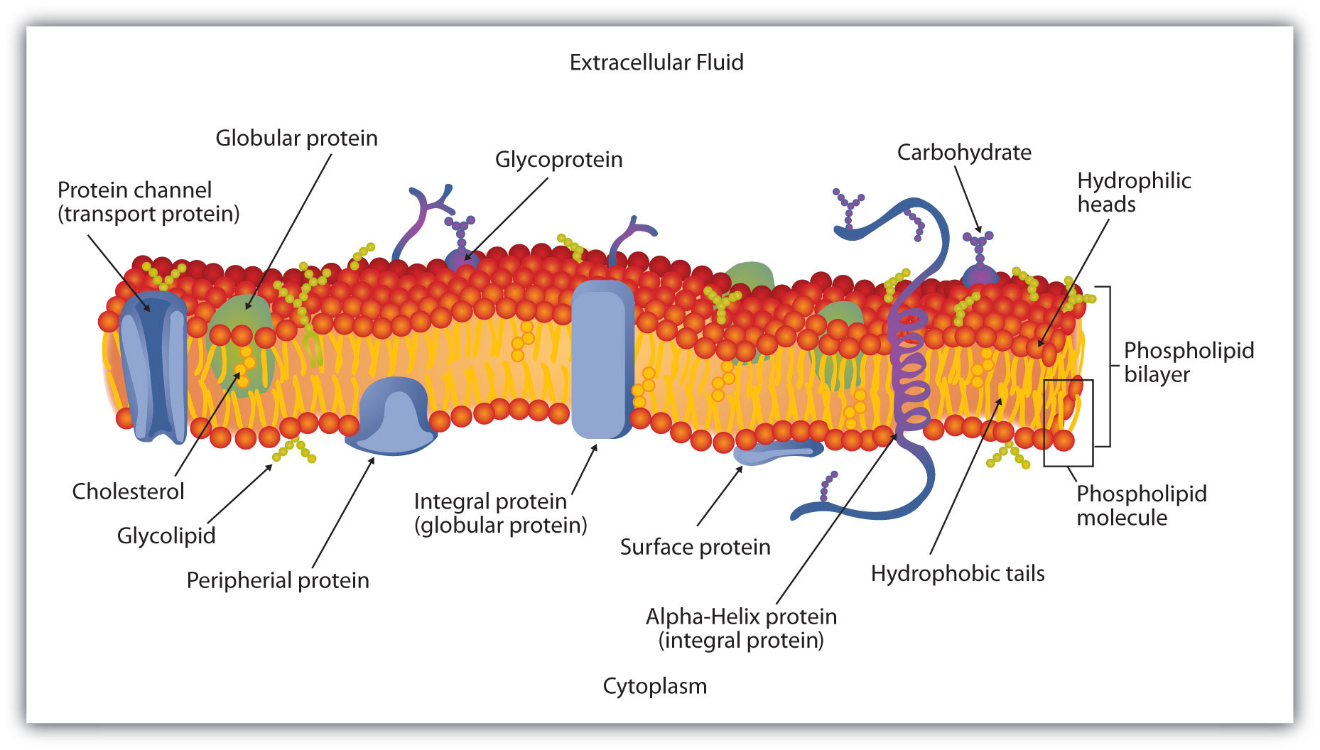 cell membrane function