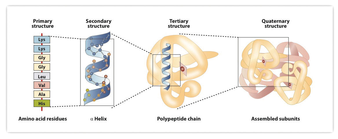 Levels Of Protein Structure. Levels of Structure in