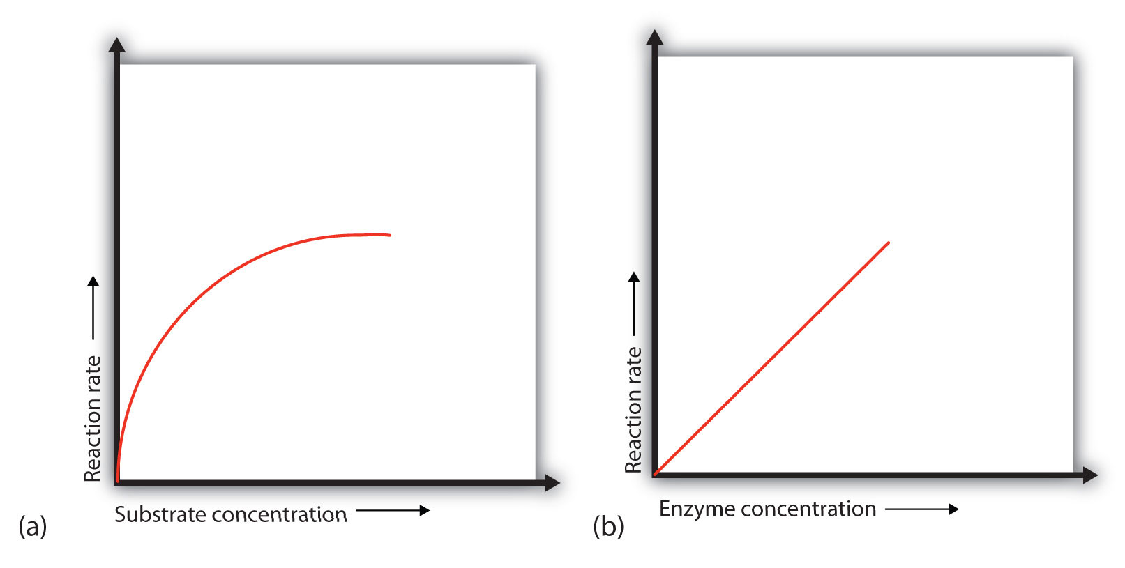 Ph Enzyme Graph