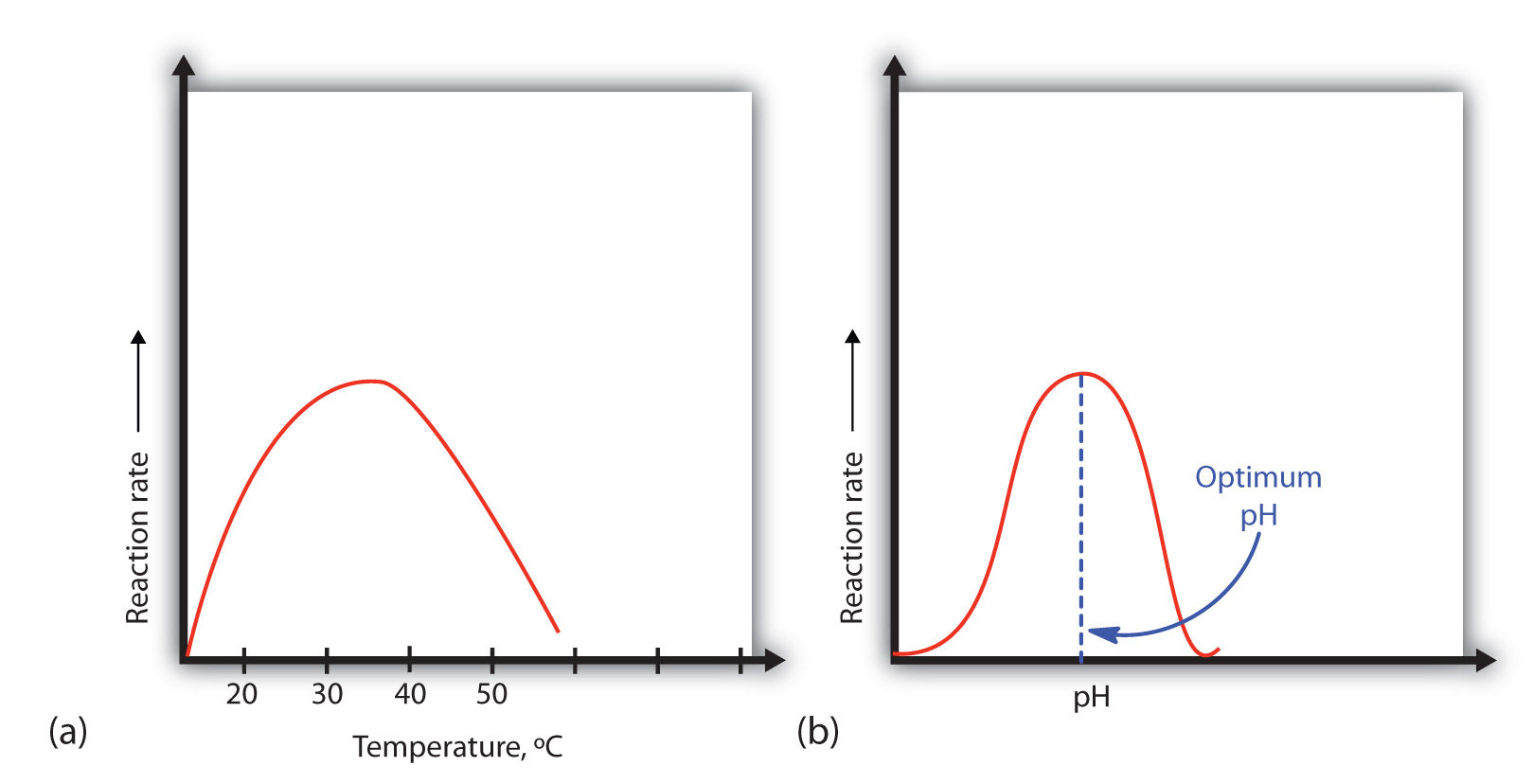 Ph Enzyme Graph