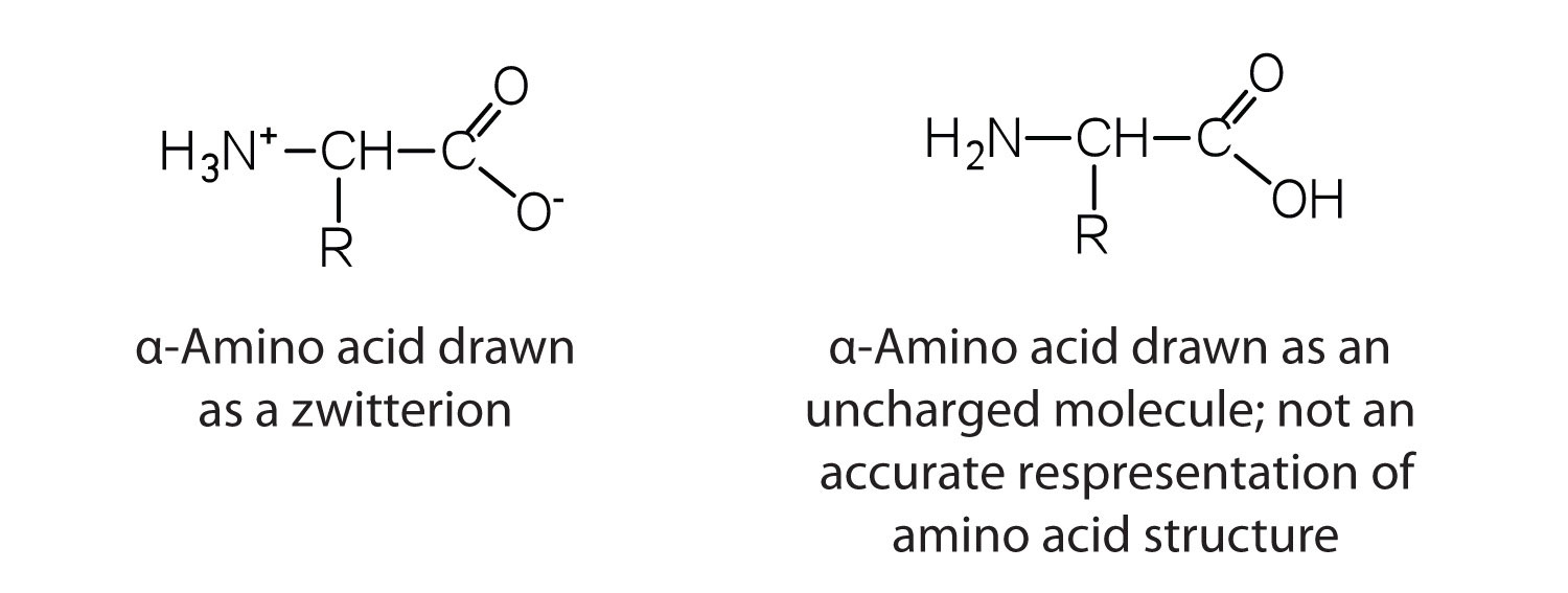 Positively Charged Amino Acids