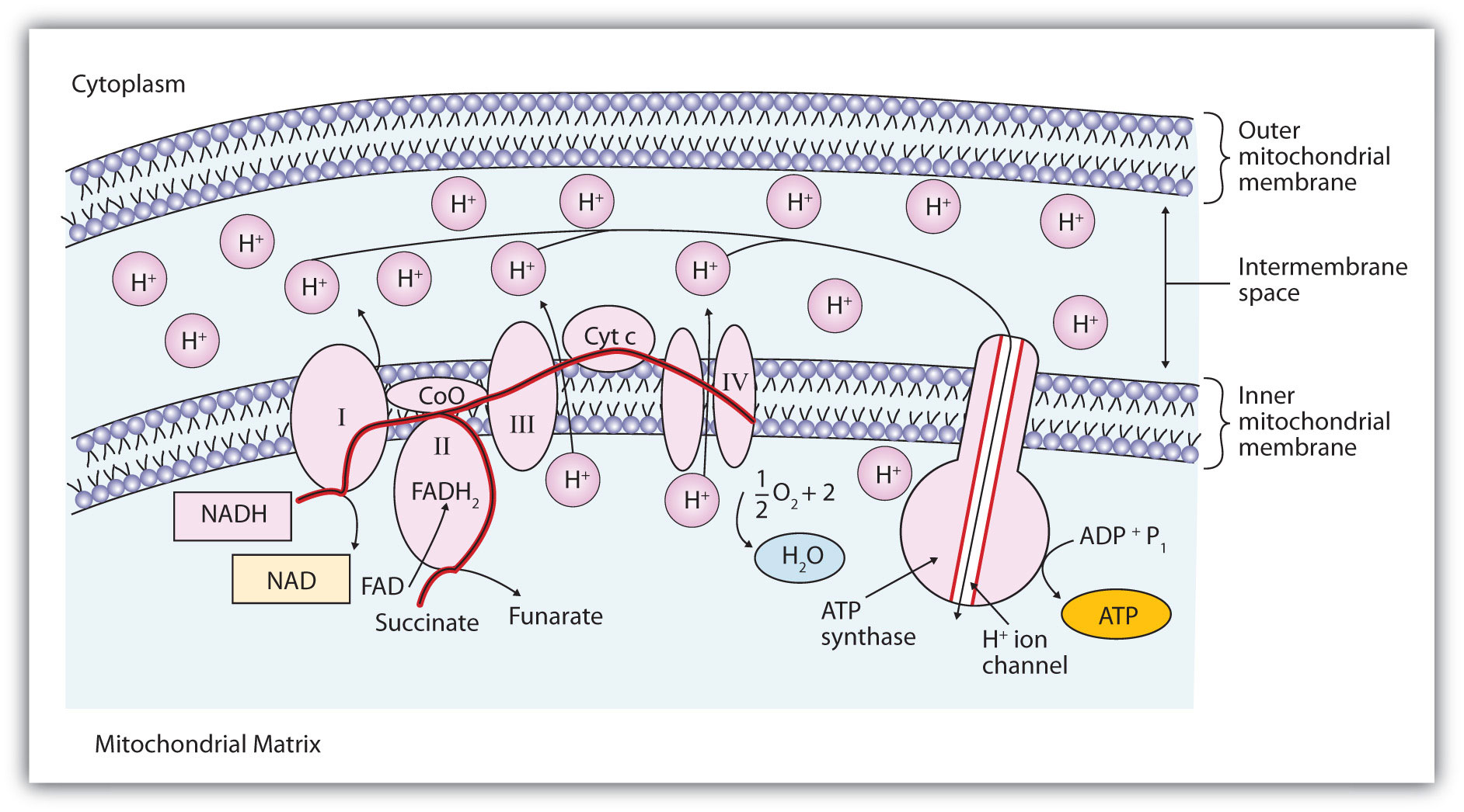 Cellular Respiration Electron Transport Chain Biochemistry Electron Transport Chain Mcat Study