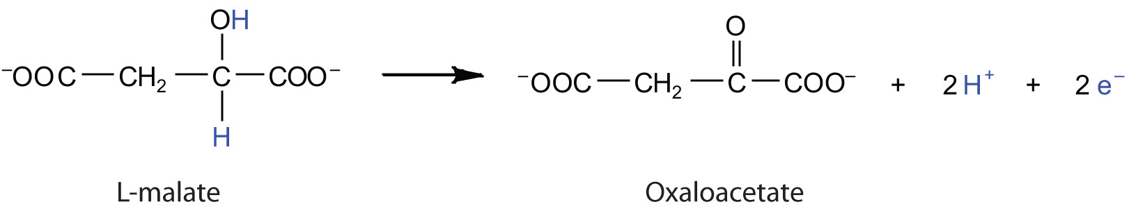 oxidation half reaction