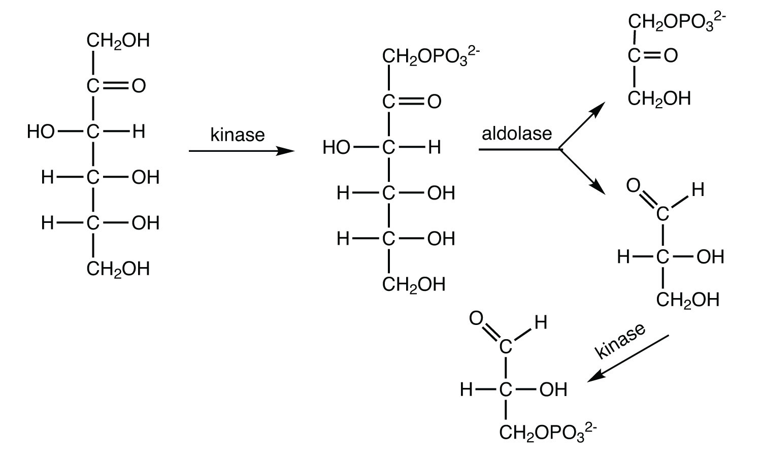 Carbon Atom Labeled