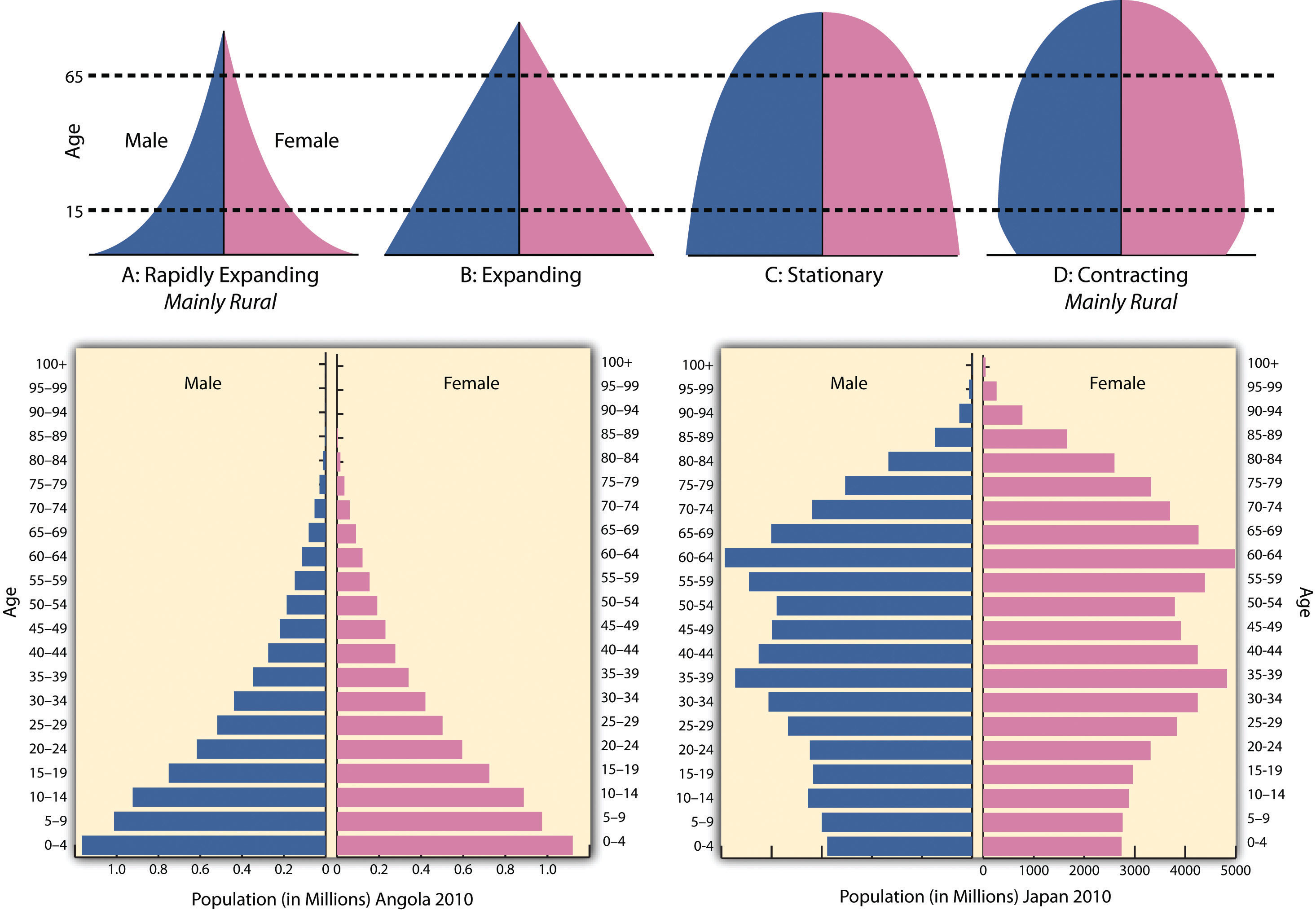 population pyramids types