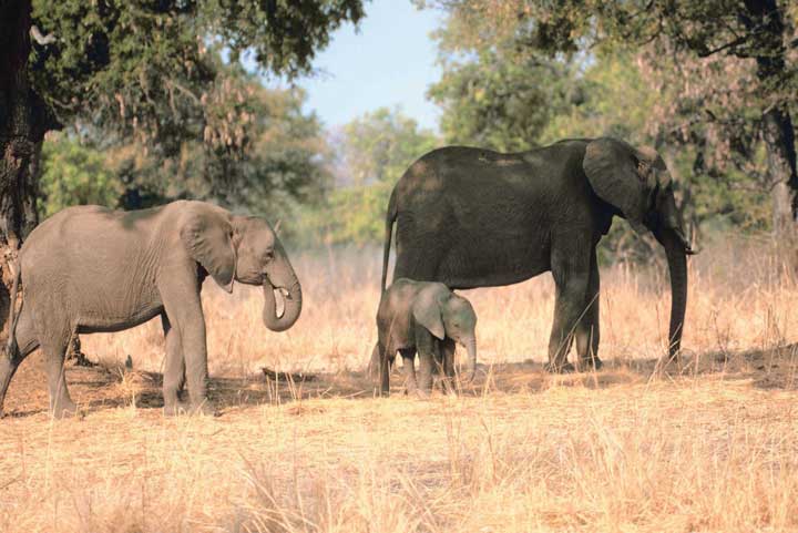 saving  african elephant