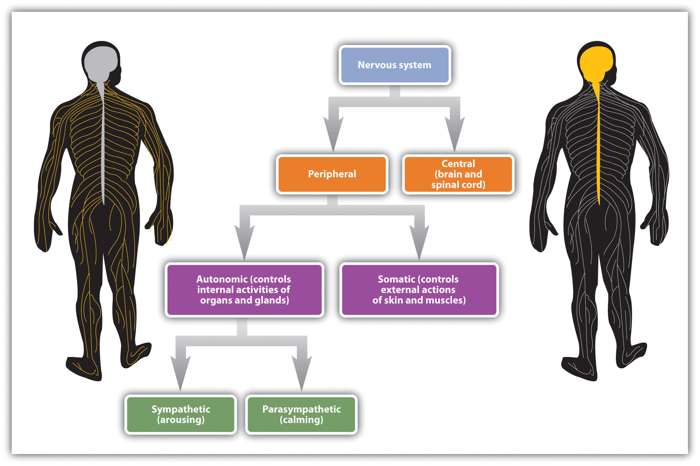 a description of the autonomic nervous system which is made up of two divisions •nervous system characteristics somatic nervous autonomic system nervous system parasympathetic •neural tissue consists of two cell types. a description of the autonomic nervous system which is made up of two divisions •nervous system characteristics somatic nervous autonomic system nervous system parasympathetic •neural tissue consists of two cell types.