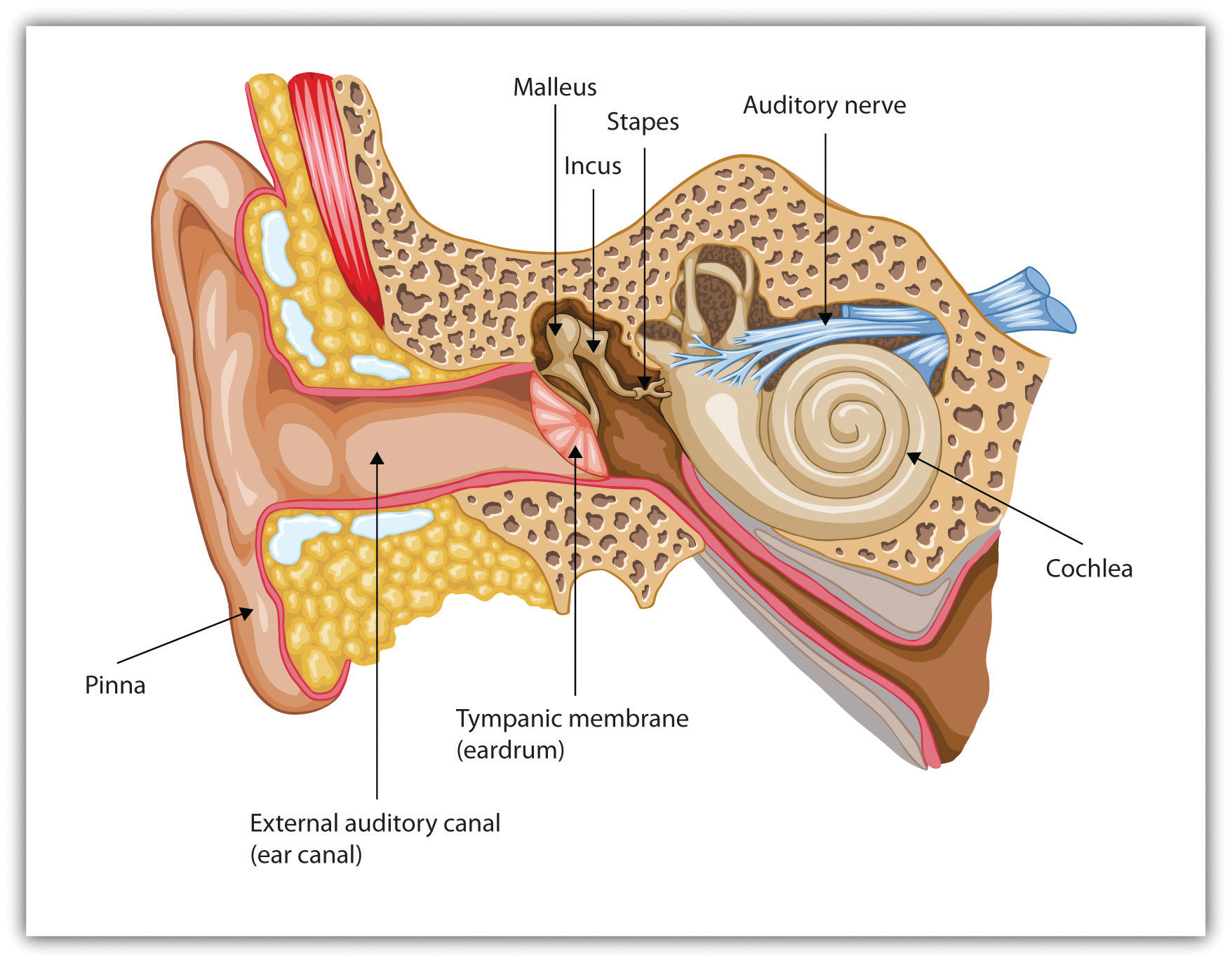 ear cells