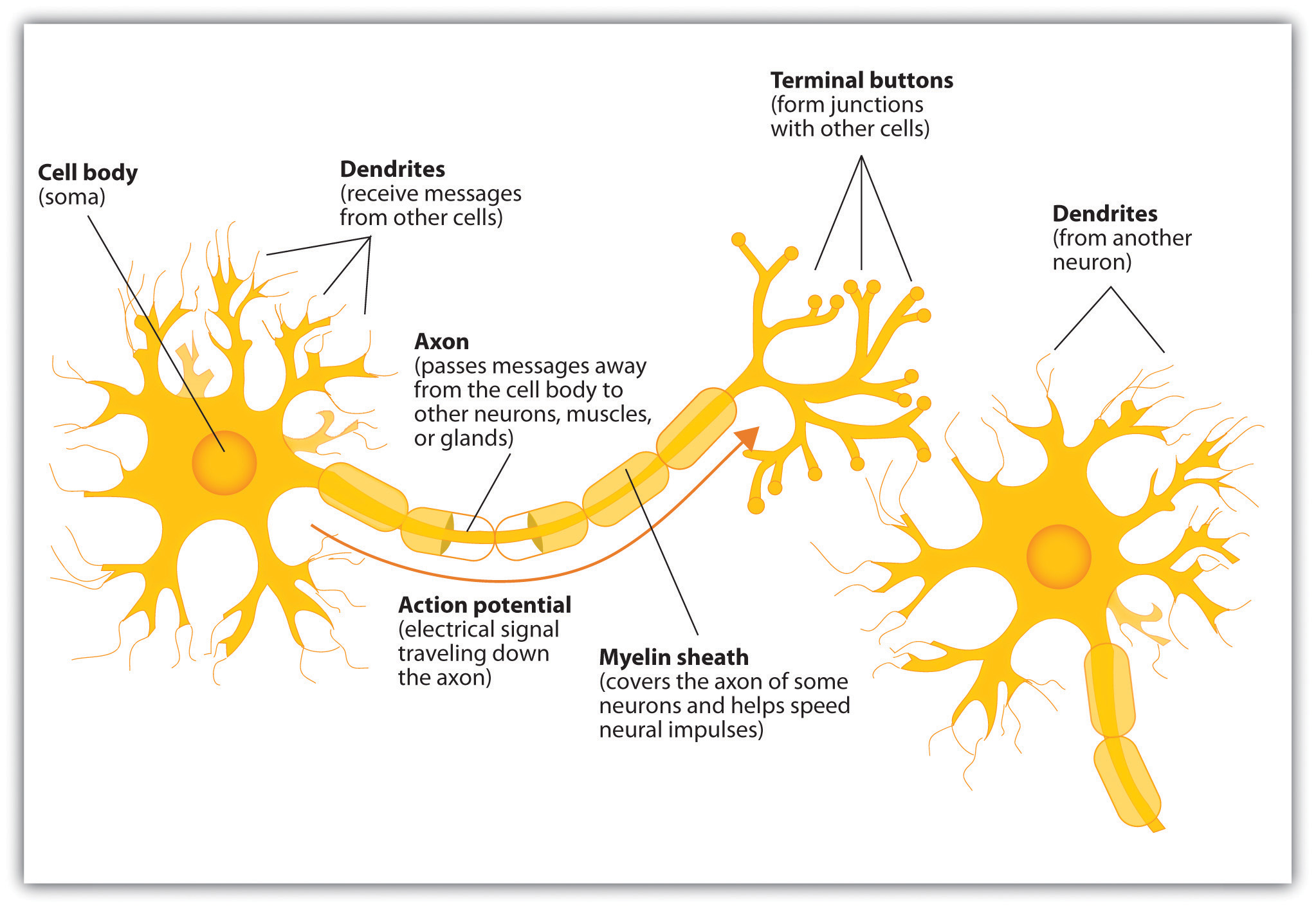 Components Of Neuron