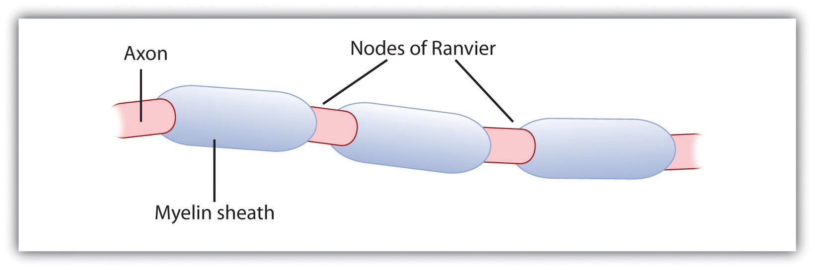 Ranvier Node