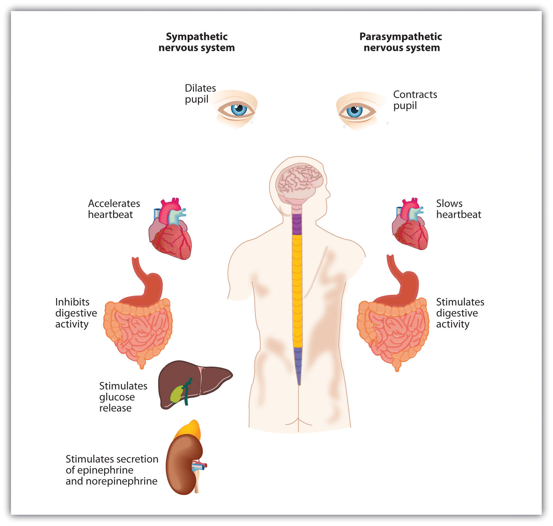 Autonomic Nervous System