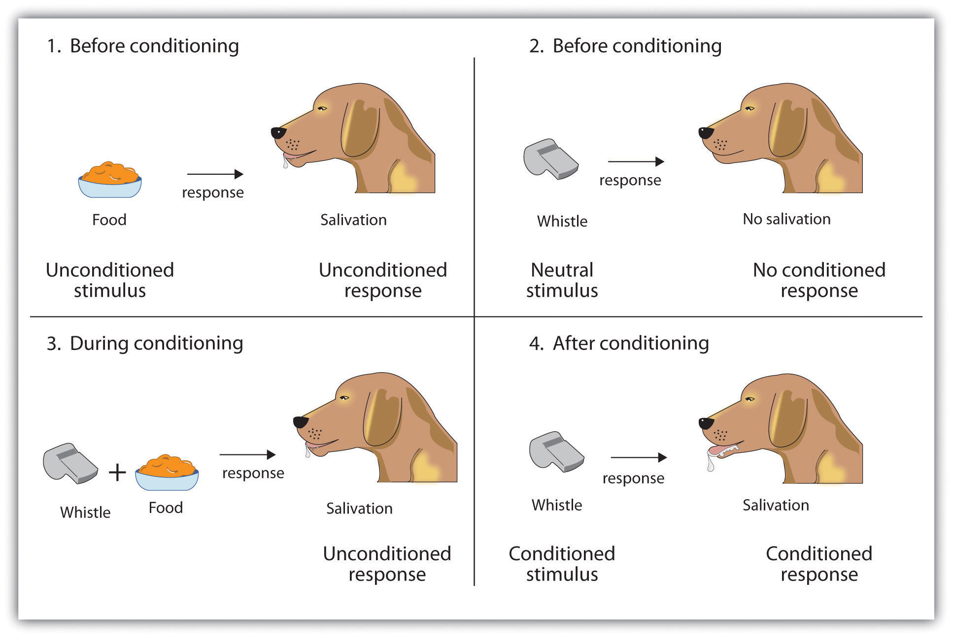 Example Of Unconditioned Stimulus And Response And Conditioned Stimulus And Response