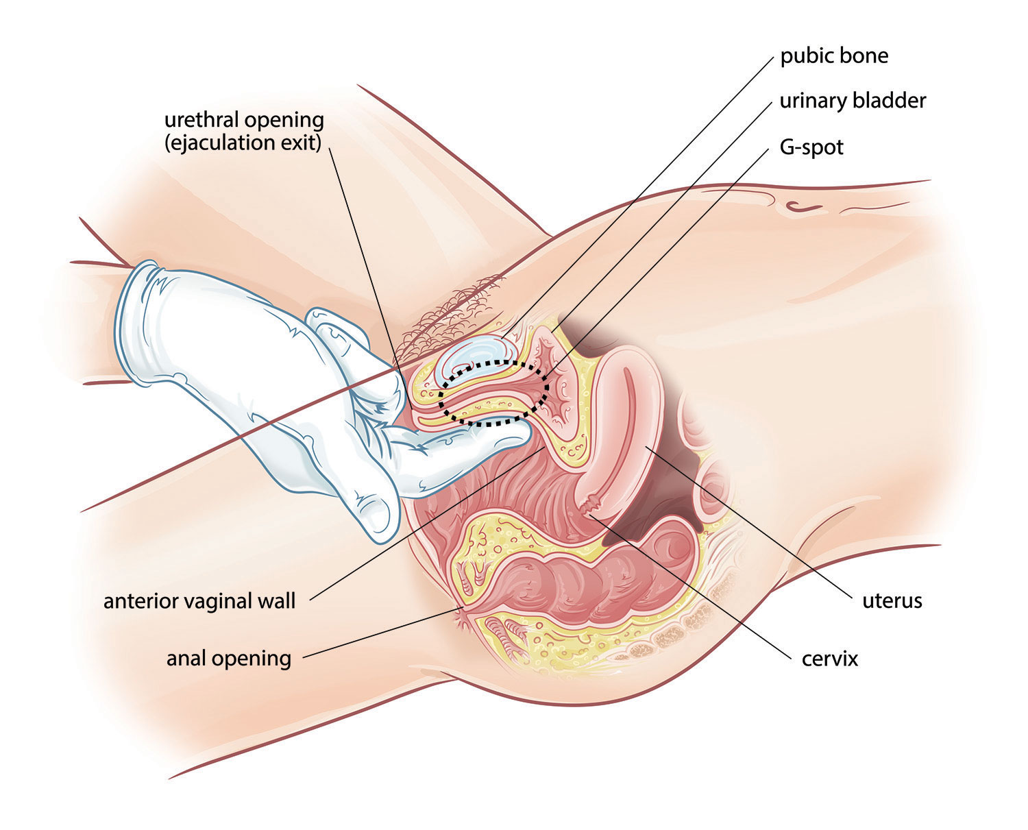 Anal G Spots 42