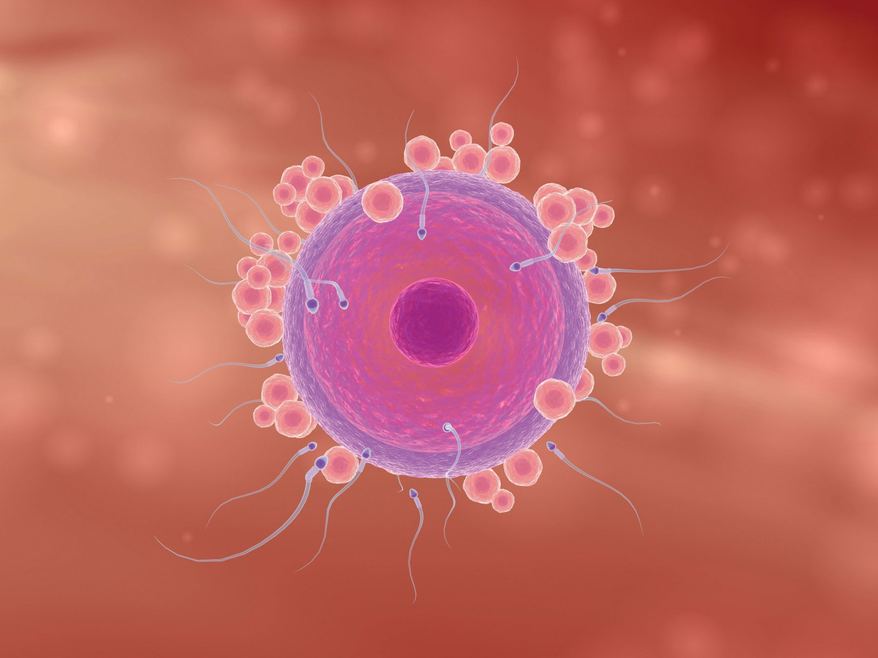 How is an egg cell adapted?