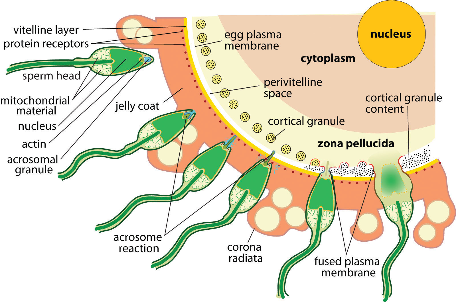 Cost of sperm online