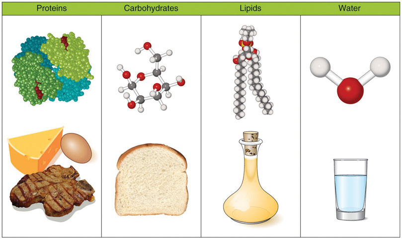 NEW EXAMPLES OF CARBOHYDRATES AND LIPIDS Example