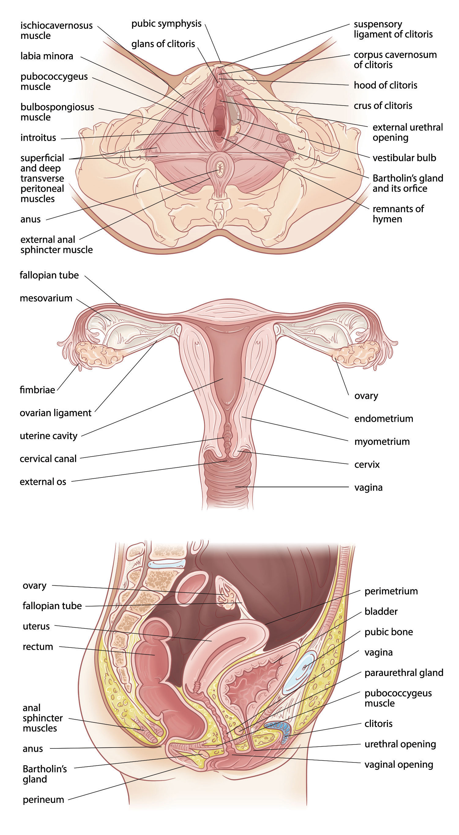 1 2 Internal Female Reproductive Structures Ch Part A Female Bodies Sexuality And Our Diversity Integrating Culture With The Biopsychosocial