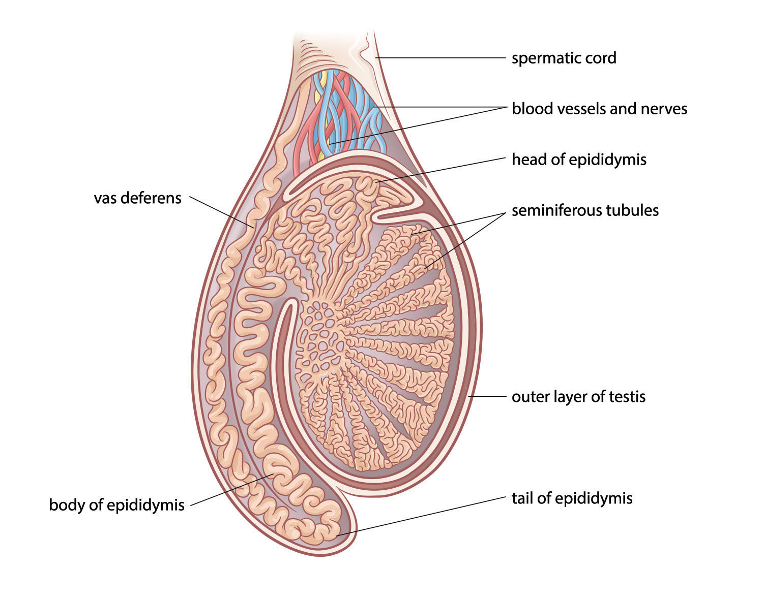 An illustration of testicles hanging at different heights