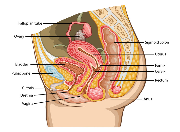 Nerve endings in the clitoris