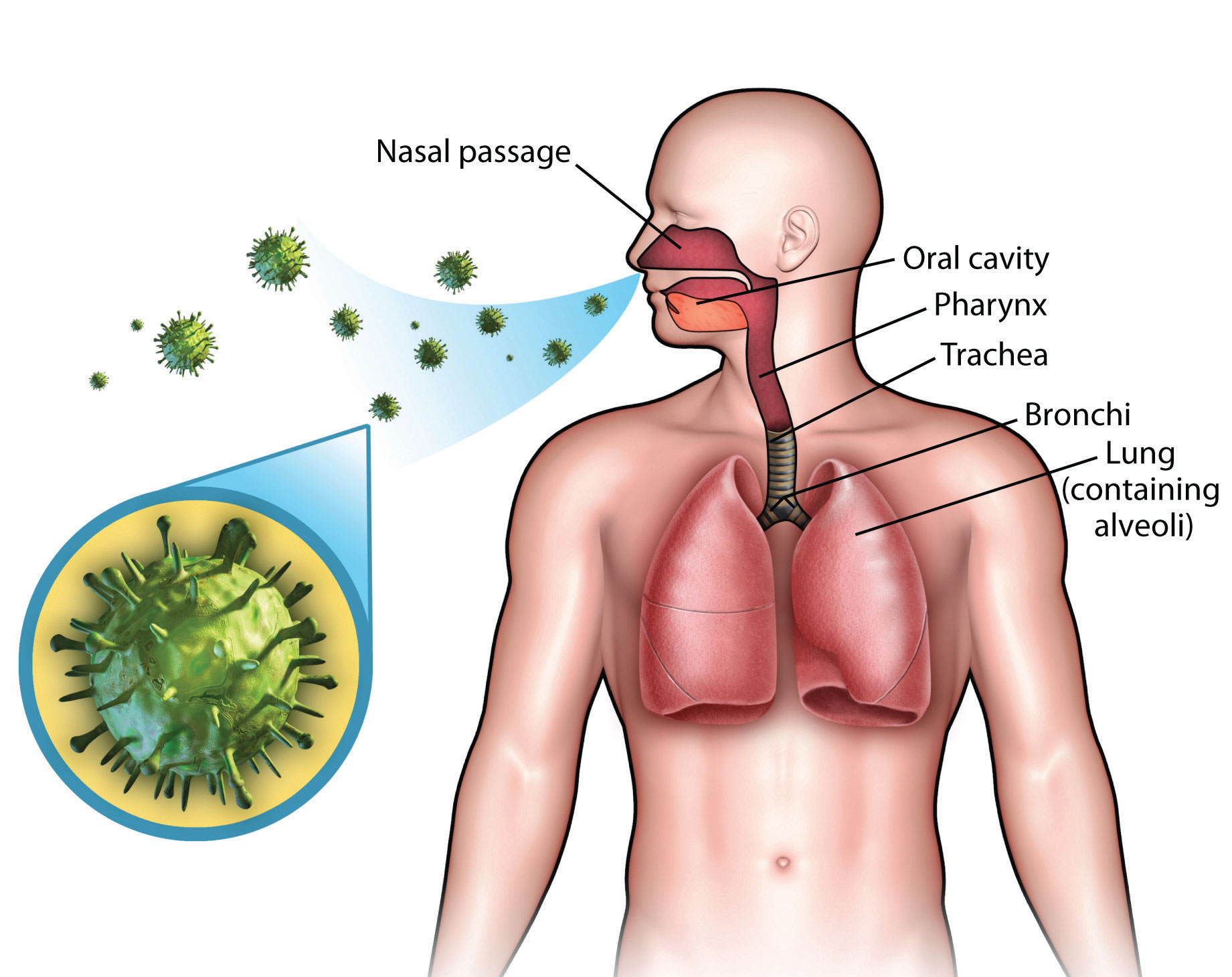 respiratory infection